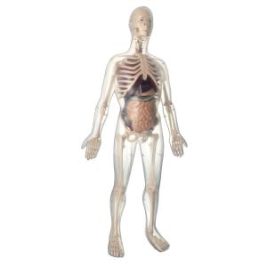 Набор для опытов  скелет + органы 56 см Edu-Toys
