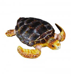 Животное  Черепаха логгерхед Collecta