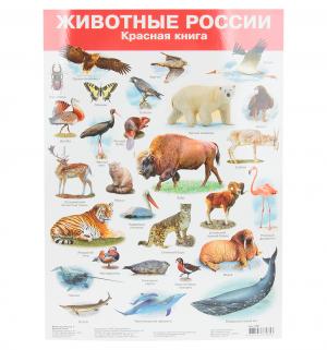 Плакат  Животные России 2 Красная книга Дрофа